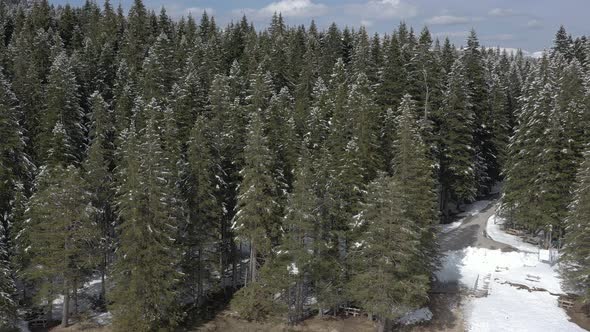 Bird's-eye view of the winter forest on the mountain