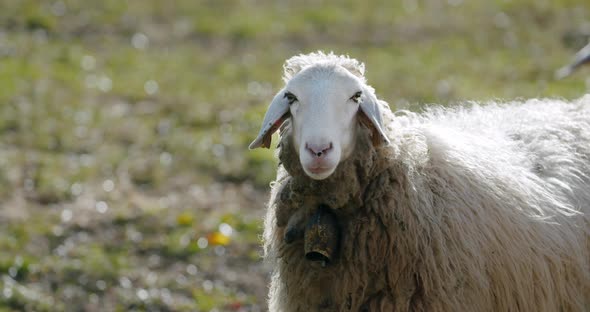 A Sheep Looking Into the Camera and Chewing in Slow Motion