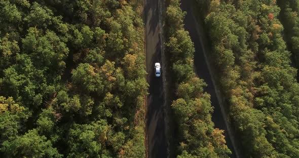 Car Driving Along an Asphalt Road in a Dense Forest in the Summer