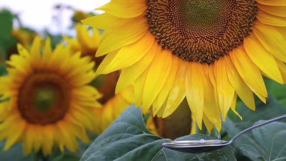 Motion of Dripping Sunflower Oil Liquid Into Spoon