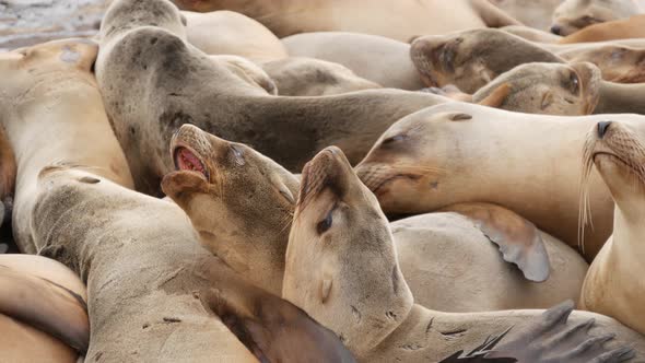 Sea Lions on the Rock in La Jolla. Playful Wild Eared Seals Crawling Near Pacific Ocean on Rock alt