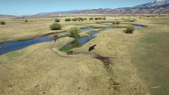 Drone flying above running horses alt