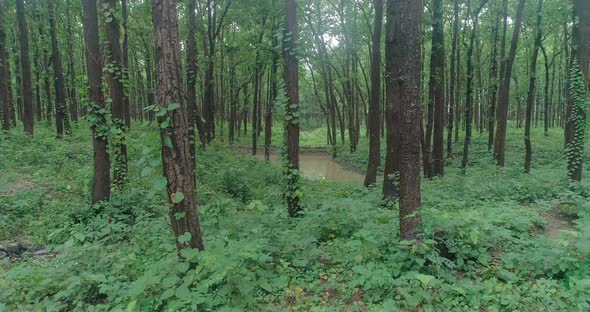 Forests The Best Place To Harvest The Water