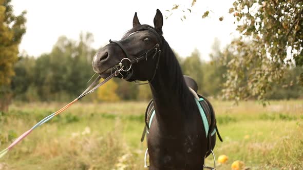 Beautiful Brown Horse with Saddle and Bridle Training on Country Road