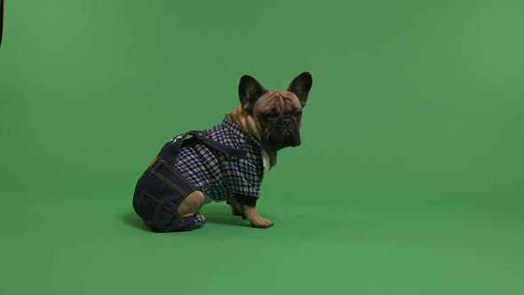 Fashion Dressed Up French Bulldog 