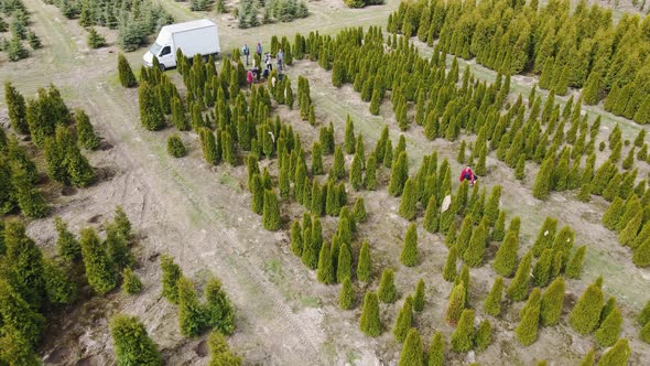 Workers of the Agroindustrial Complex Take Care of Growing Conifers and Thuja for Landscaping alt