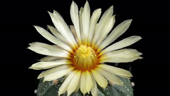 White Colorful Flower Timelapse of Blooming Cactus Opening alt