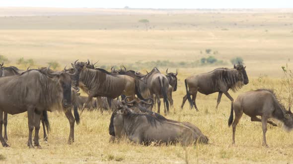Gnu running through a herd alt