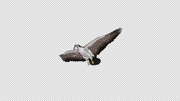 Snake Eagle with Caught Serpent - 4K Flying Transition - IV