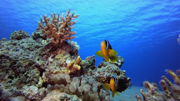 Reef Marine Clownfish alt