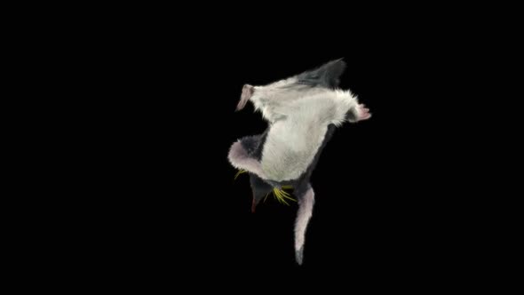 Penguin Dancing HD alt