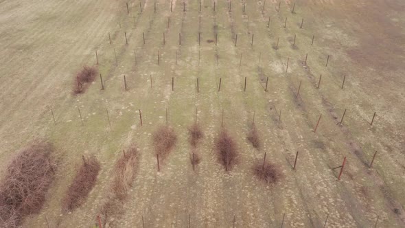 AERIAL: Field With Sticks Made for Vineyard Growing