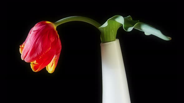 Red Tulip Flower On Black Background alt