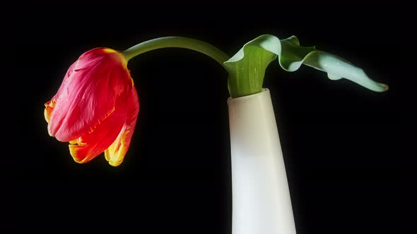 Red Tulip Flower On Black Background