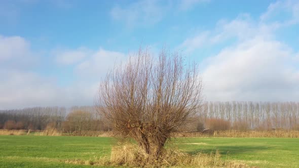Aerial view of pollard willow in winter a tranquil video that slowly turns around the willlow  alt
