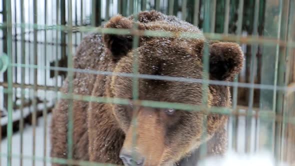 Bear in captivity in a zoo behind bars. alt