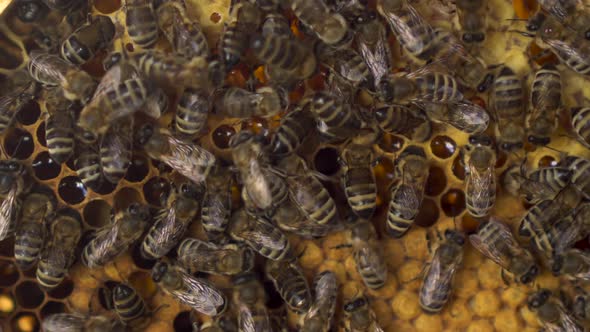 Bees Crawl on the Hereditary Combs in Close-up. Genus House of Bees. The Bees Are Working on the alt
