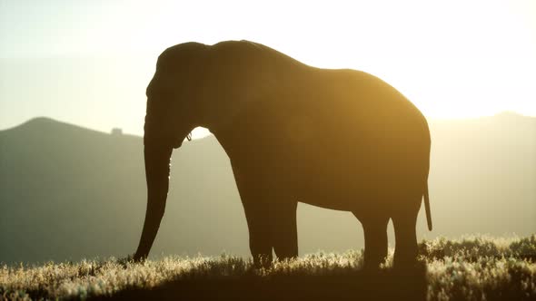 Old African Elephant Walking in Savannah Against Sunset alt
