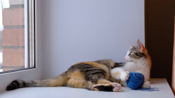 Funny cat playing with a ball of thread on the windowsill