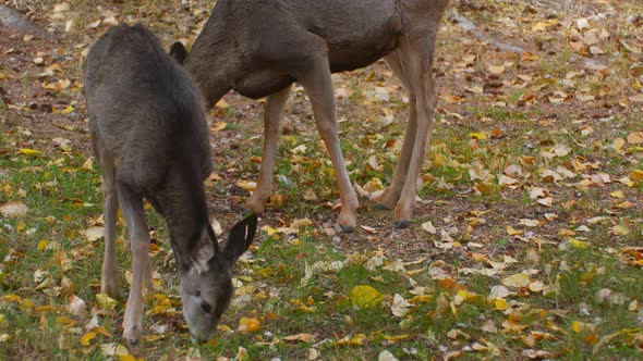 Deer mother and fawn grazing in the yard at autumn alt