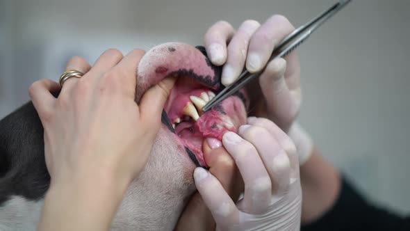 Closeup Dog Jaw with Female Hand in Gloves Cleaning Teeth with Tweezers alt