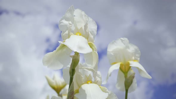 Iris Bearded Garden Flower On The Background 2.