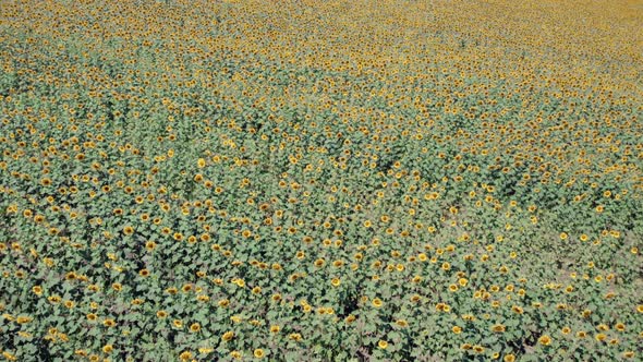 Yellow Flowers in a Field