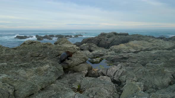 New Zealand fur seal climbing up the rocky sea shore on Kaikoura coast alt