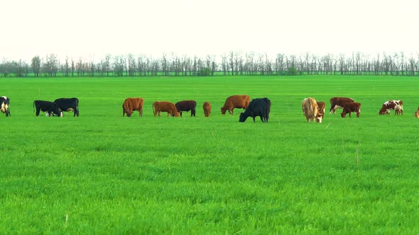 Cows in Field Grazing on Grass and Pasture in Australia on a Farming Ranch alt