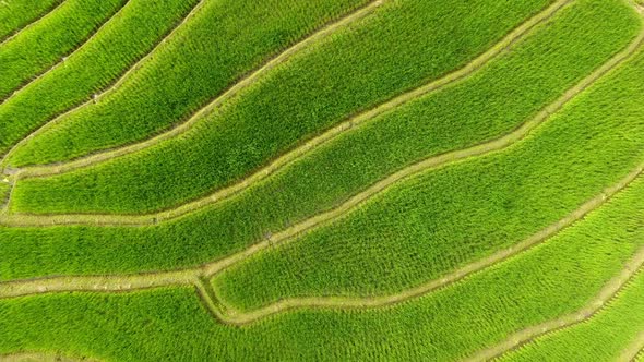 Rice field terrace on mountain agriculture land. alt