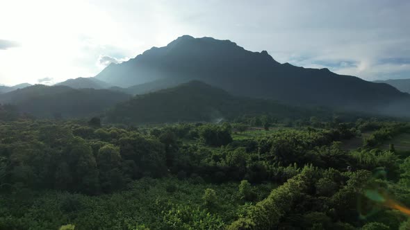 Aerial landscape view of greenery rainforest and hills by drone