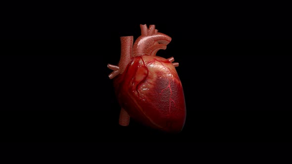 Beating Human Heart, Motion Graphics 