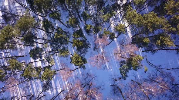 Drone shot of a forest in winter. View from above. Camera looking straight down. Spinning around. Gr alt