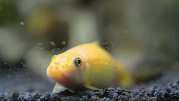 Close Up of Chinese Algae Eater (Gyrinocheilus Aymonieri) in Aquarium alt