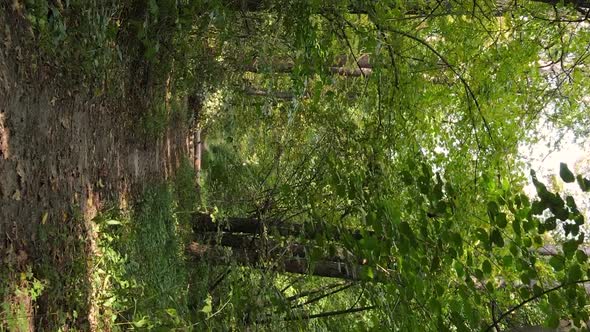 Vertical Video of Forest Landscape in Autumn Slow Motion alt