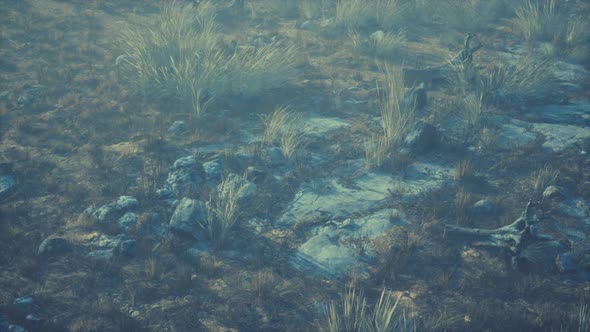 Dry Grass and Rocks Landscape alt