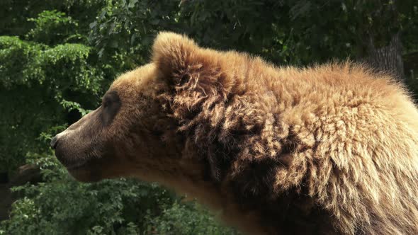 Portrait of brown bear (Ursus arctos beringianus). Kamchatka brown bear.