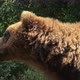 Portrait of brown bear (Ursus arctos beringianus). Kamchatka brown bear. - VideoHive Item for Sale