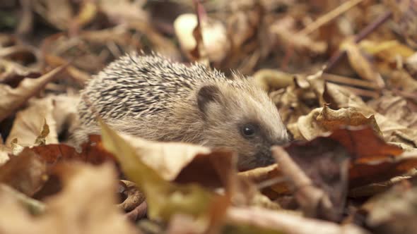 European Hedgehog Sniffing In Autumn Forest - close up alt