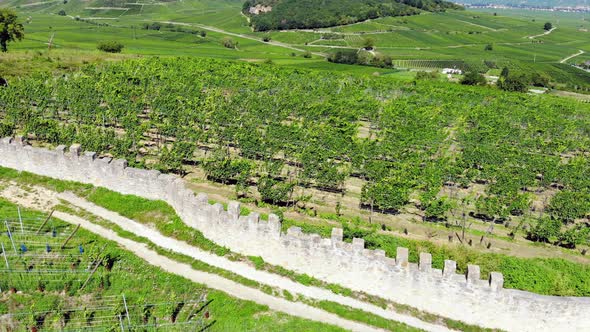 Vineyards and old crenellated wall at top of hill near Turckheim, aerial view