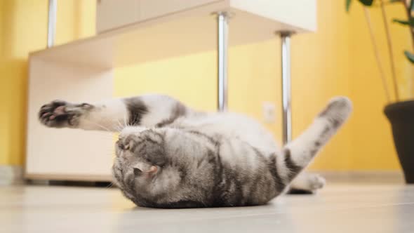 Cute funny gray scottish fold cat plays with a toy on a string in the room.