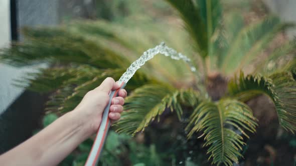 Slow Motion Closeup Video of a Woman's Hand Watering the Leaves of a Plant alt