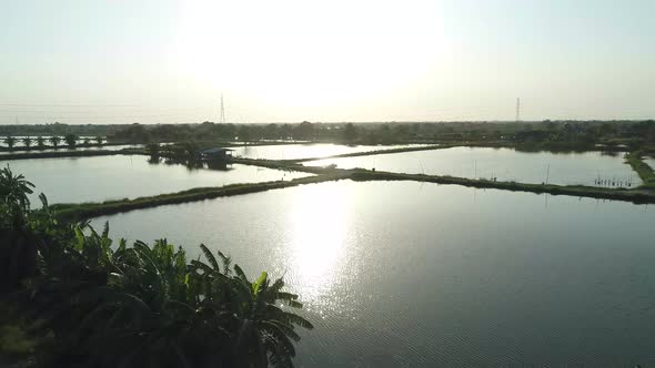 Aerial Footage Beautiful Sunset At Nile Tilapia Fish Farm, Asian Fish Farming. Famous Fish In  Asian alt
