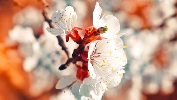 Apricot Flowers 