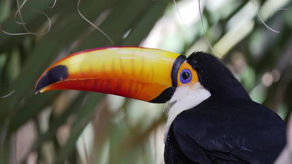 Close-up of Toco Toucan scratching its bill, static shot alt