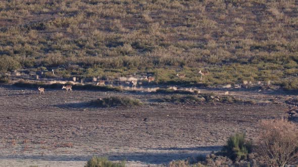 Large Row of Female Deers Walking in the Bush