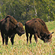 Bison In The Field - VideoHive Item for Sale