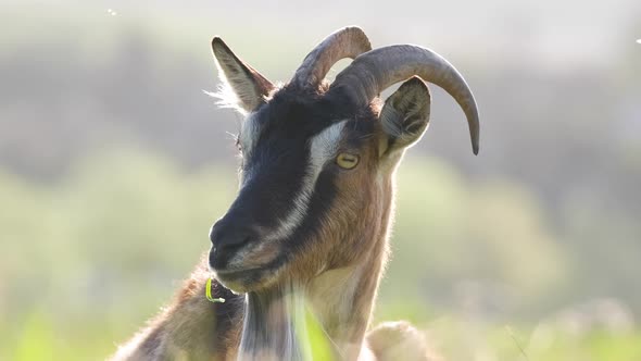 Domestic Milk Goat with Long Beard and Horns Resting on Green Pasture Grass on Summer Day alt