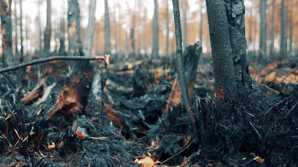 Charred Trees and Bushes in the Burntout Forest alt