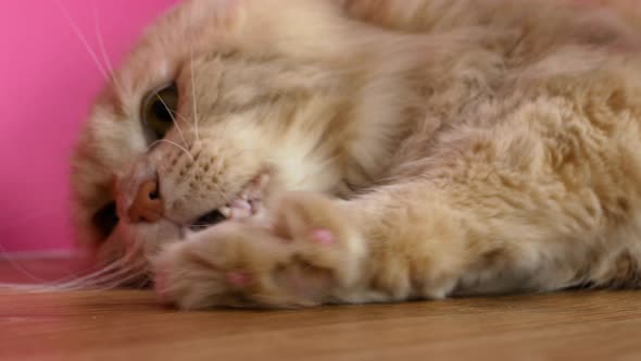 The owner is combing his Maine Coon cat. Red cat dissatisfied with hair care. alt